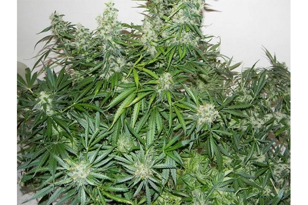 Blue Auto Mazar (Dutch Passion) feminizovaná
