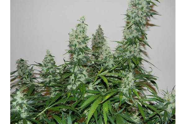 Blue Auto Mazar (Dutch Passion) feminizovaná