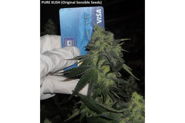Pure Kush (Original Sensible) feminizovaná