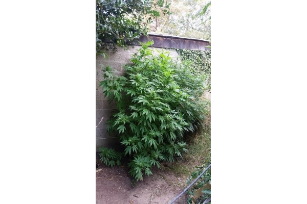 Big Bomb (Bomb Seeds) feminizovaná