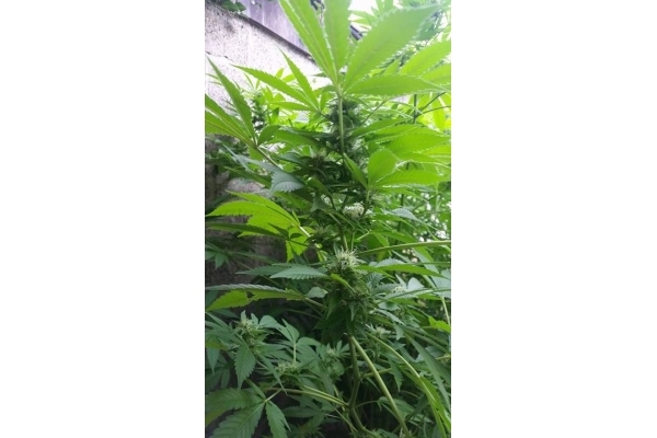 Big Bomb (Bomb Seeds) feminizovaná
