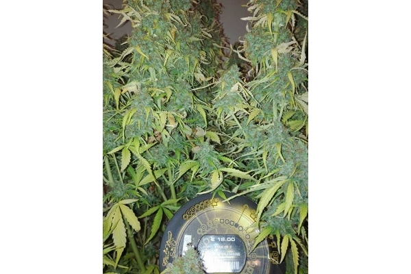 Big Bang Samonakvétací (Greenhouse Seeds) feminizovaná