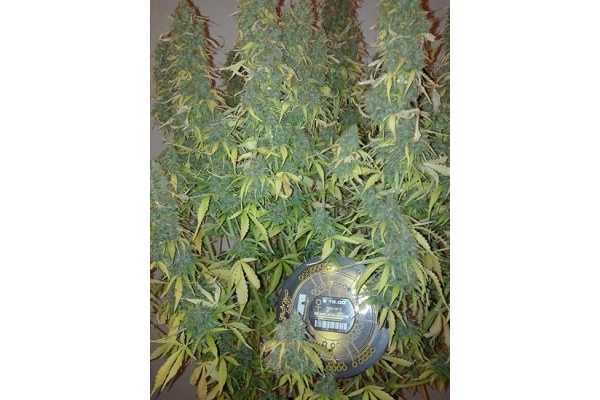 Big Bang Samonakvétací (Greenhouse Seeds) feminizovaná
