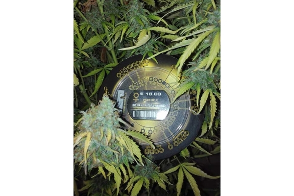 Big Bang Samonakvétací (Greenhouse Seeds) feminizovaná