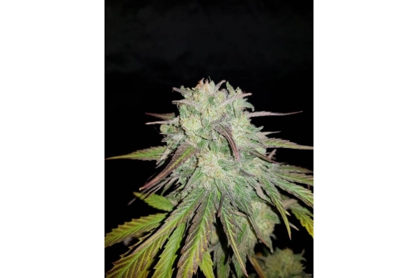 Painkiller XL (Royal Queen Seeds) feminizovaná