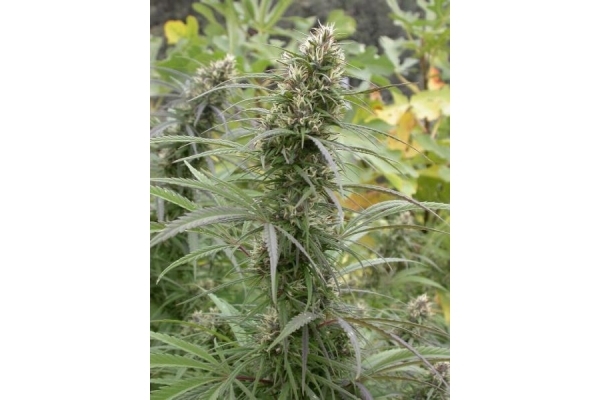 Congo (ACE Seeds) feminizovaná