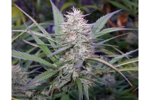 Congo (ACE Seeds) feminizovaná