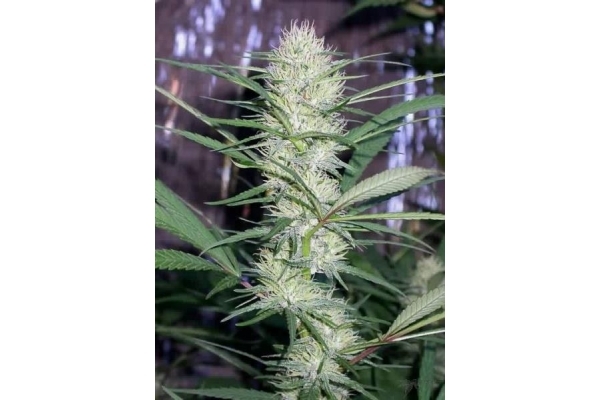 Congo (ACE Seeds) feminizovaná