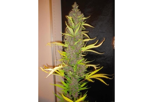 Congo (ACE Seeds) feminizovaná
