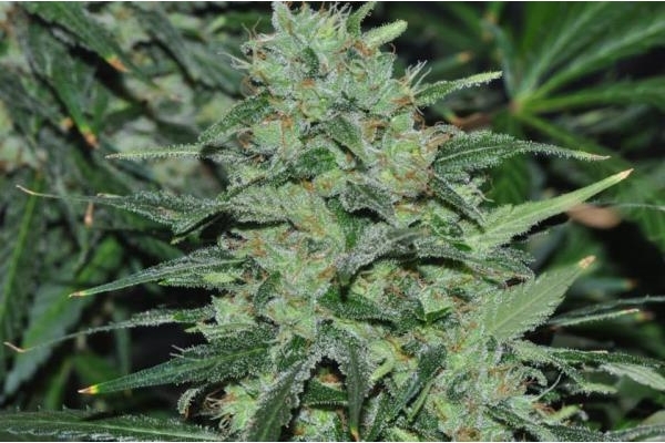 Malawi (ACE Seeds) feminizovaná
