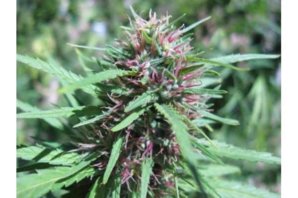 Malawi (ACE Seeds) feminizovaná