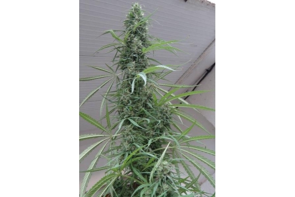 Golden Tiger (ACE Seeds) feminizovaná