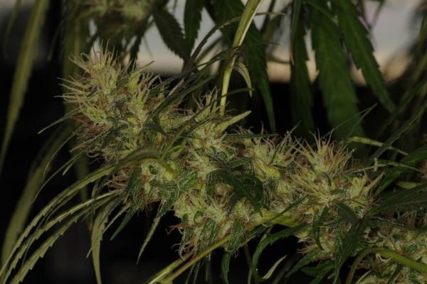 Golden Tiger (ACE Seeds) feminizovaná