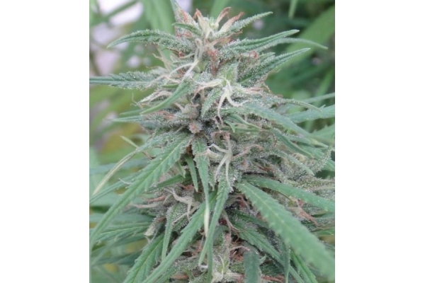 Golden Tiger (ACE Seeds) feminizovaná