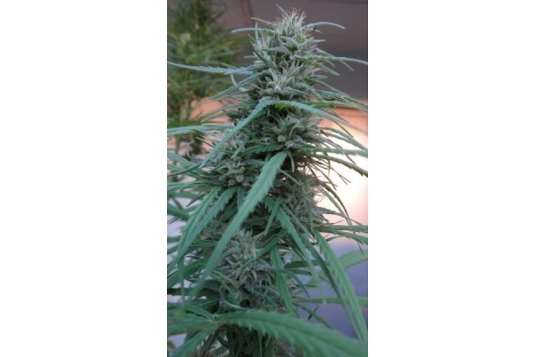 Golden Tiger (ACE Seeds) feminizovaná