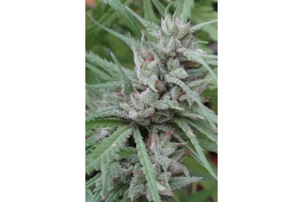 Golden Tiger (ACE Seeds) feminizovaná