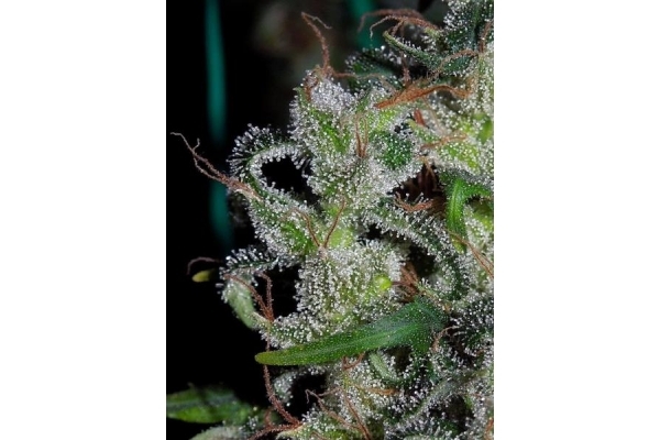 Zamaldelica (ACE Seeds) feminizovaná