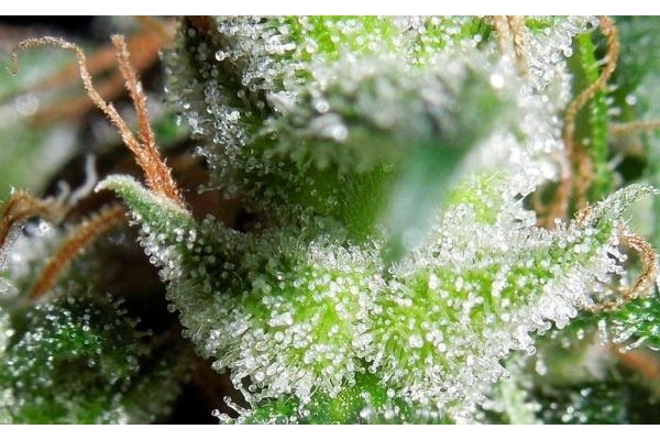 Zamaldelica (ACE Seeds) feminizovaná