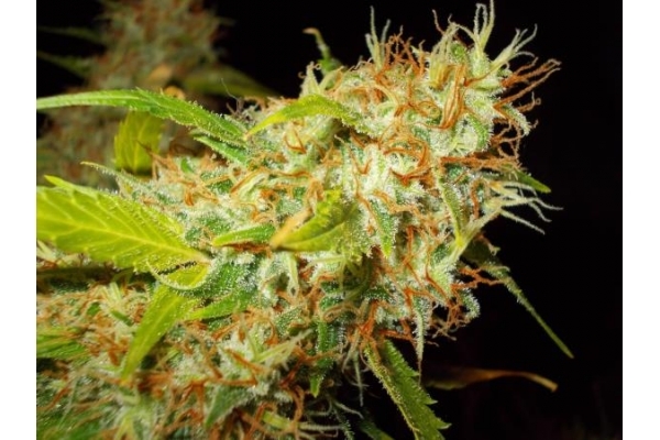 Zamaldelica (ACE Seeds) feminizovaná