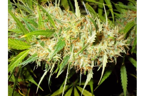 Zamaldelica (ACE Seeds) feminizovaná