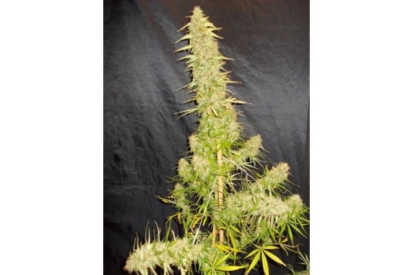 Zamaldelica (ACE Seeds) feminizovaná