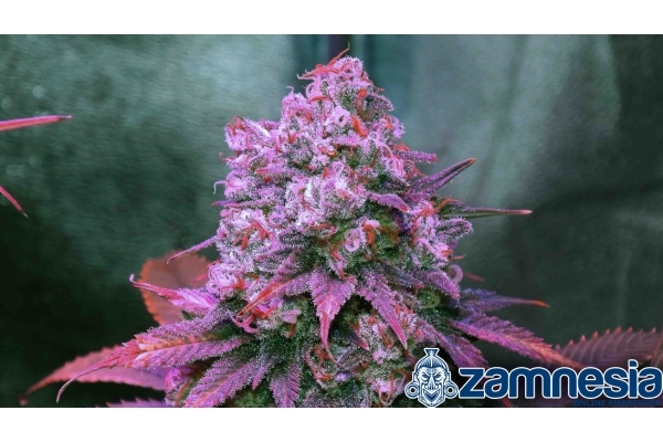 Blue Dream (Zamnesia Seeds) feminizovaná