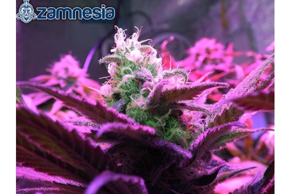 Blue Dream (Zamnesia Seeds) feminizovaná