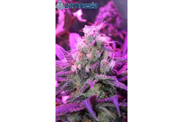 Blue Dream (Zamnesia Seeds) feminizovaná