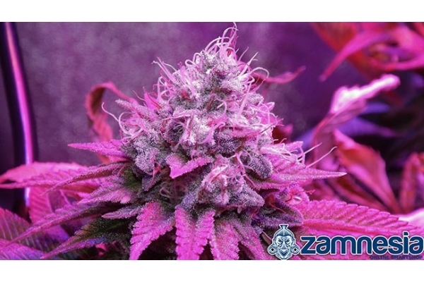 Blue Dream (Zamnesia Seeds) feminizovaná