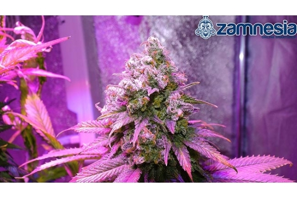 Blue Dream (Zamnesia Seeds) feminizovaná
