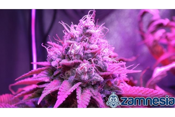 Blue Dream (Zamnesia Seeds) feminizovaná