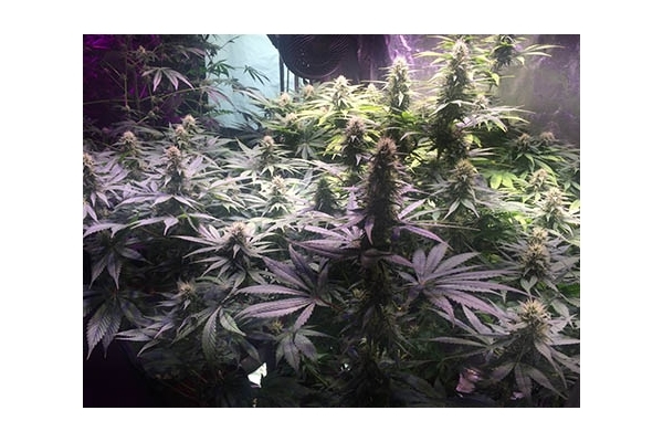 Blue Dream (Zamnesia Seeds) feminizovaná