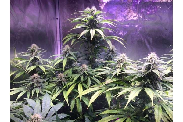 Blue Dream (Zamnesia Seeds) feminizovaná