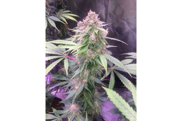 Blue Dream (Zamnesia Seeds) feminizovaná