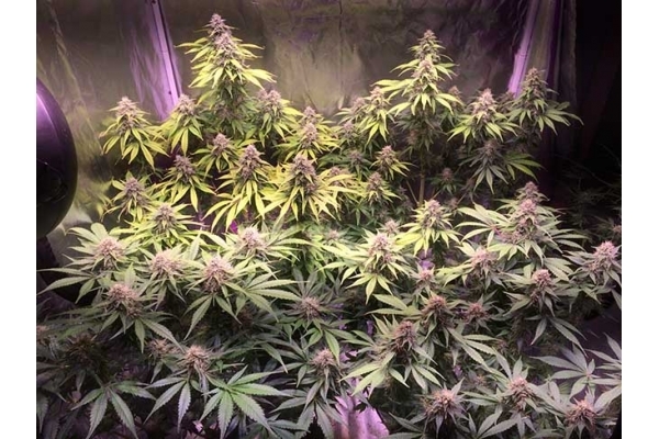 Blue Dream (Zamnesia Seeds) feminizovaná