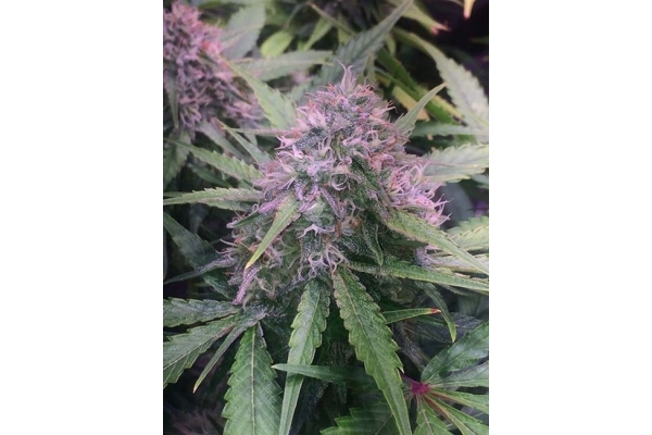 Blue Dream (Zamnesia Seeds) feminizovaná