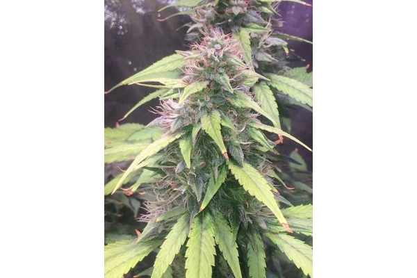 Blue Dream (Zamnesia Seeds) feminizovaná