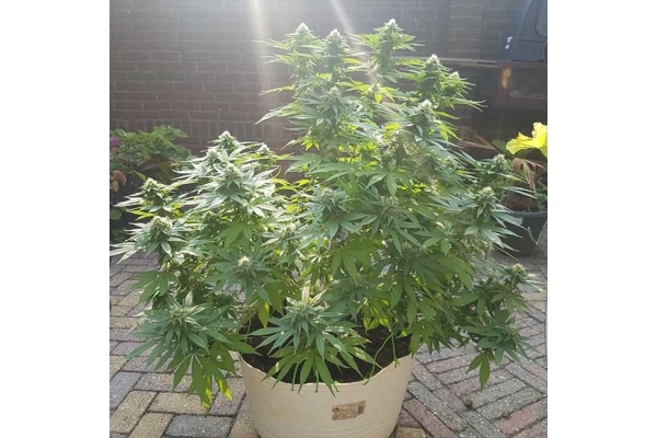 Blue Dream (Zamnesia Seeds) feminizovaná