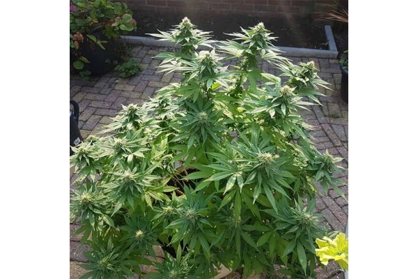 Blue Dream (Zamnesia Seeds) feminizovaná