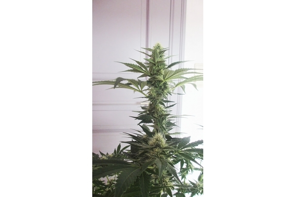 Blue Dream (Zamnesia Seeds) feminizovaná