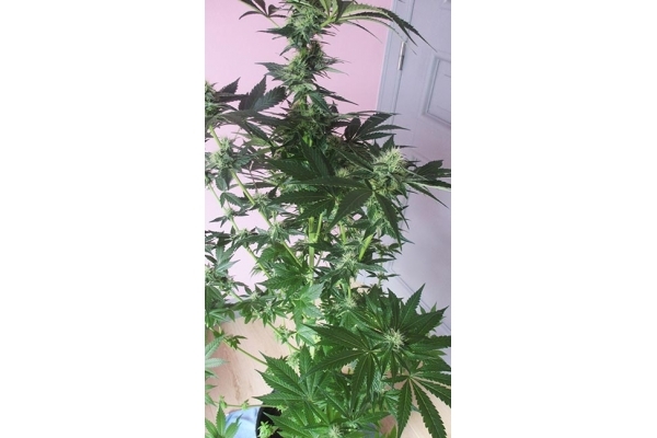 Blue Dream (Zamnesia Seeds) feminizovaná