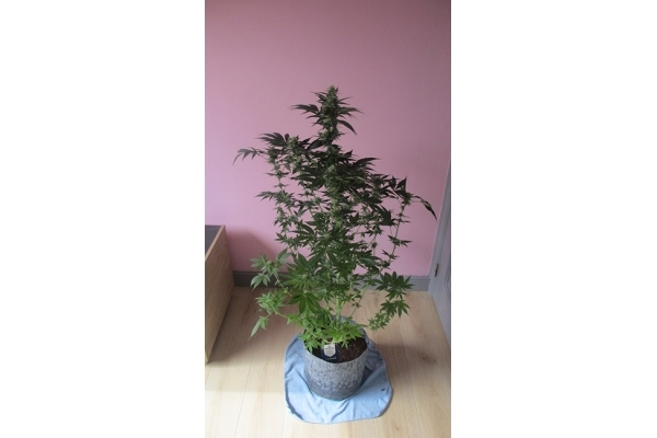 Blue Dream (Zamnesia Seeds) feminizovaná