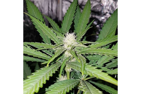 Northern Lights (Zamnesia Seeds) feminizovaná