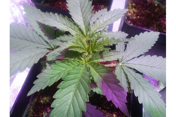 Critical (Zamnesia Seeds) feminizovaná