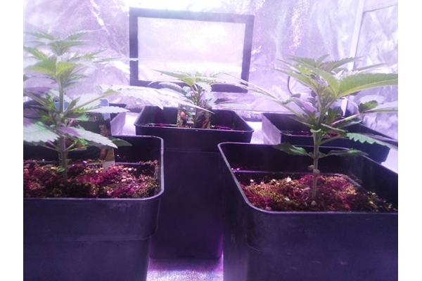 Critical (Zamnesia Seeds) feminizovaná