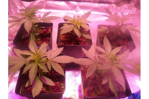 Critical (Zamnesia Seeds) feminizovaná