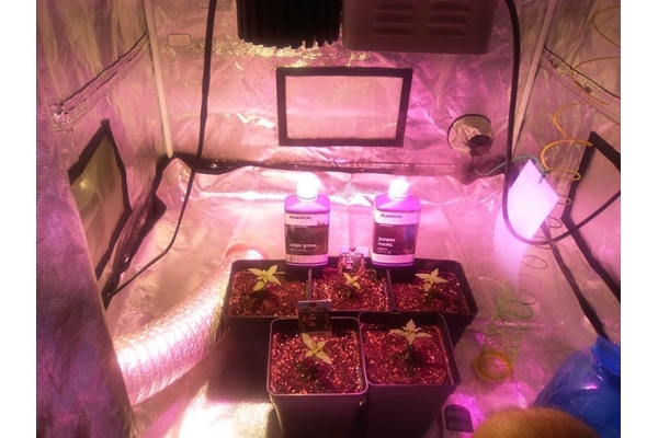 Critical (Zamnesia Seeds) feminizovaná