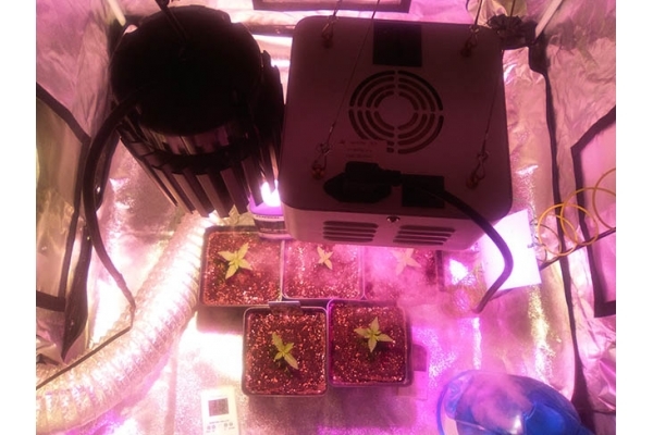 Critical (Zamnesia Seeds) feminizovaná