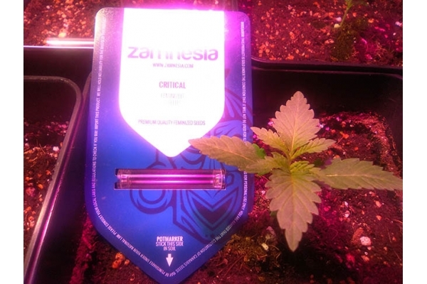 Critical (Zamnesia Seeds) feminizovaná