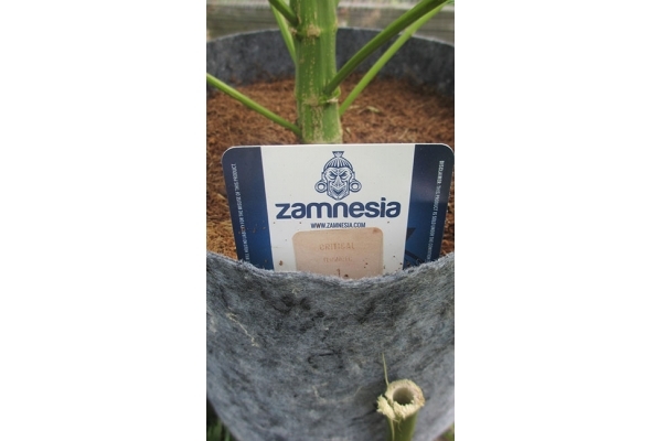 Critical (Zamnesia Seeds) feminizovaná